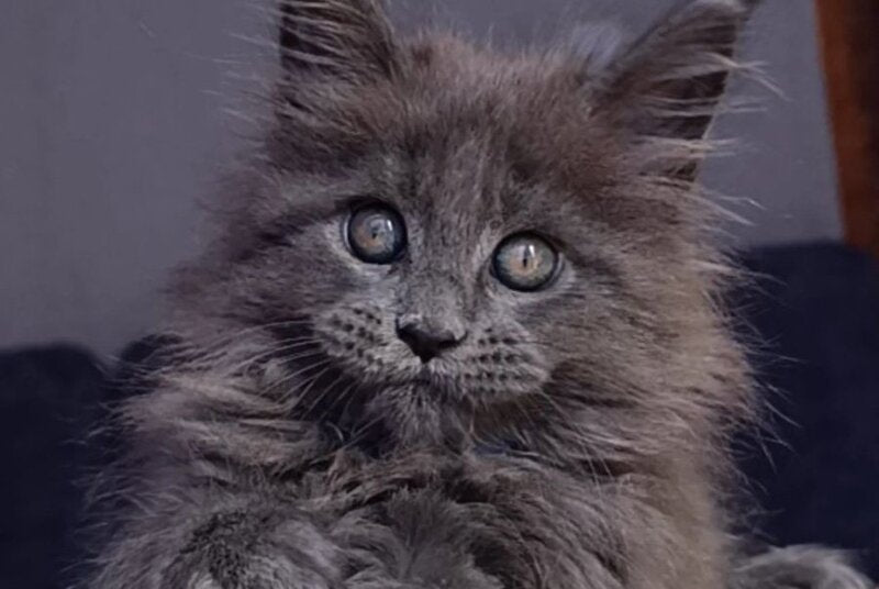 Phantom Maine Coon male blue - live animals