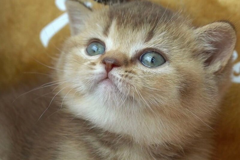 Ruby British Shorthair female, chocolate ticked tabby