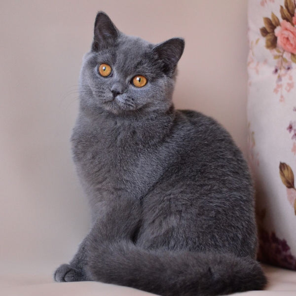 Emma British Shorthair female, blue
