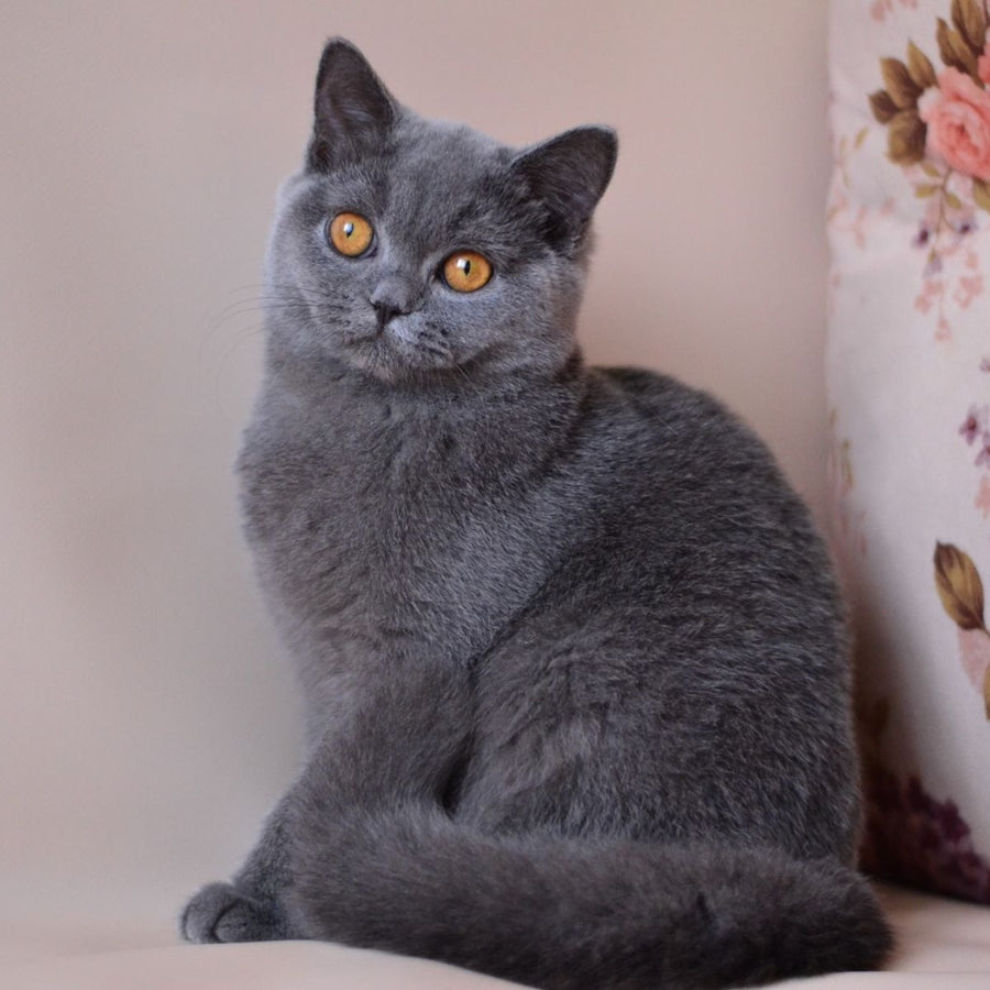 Emma British Shorthair female, blue
