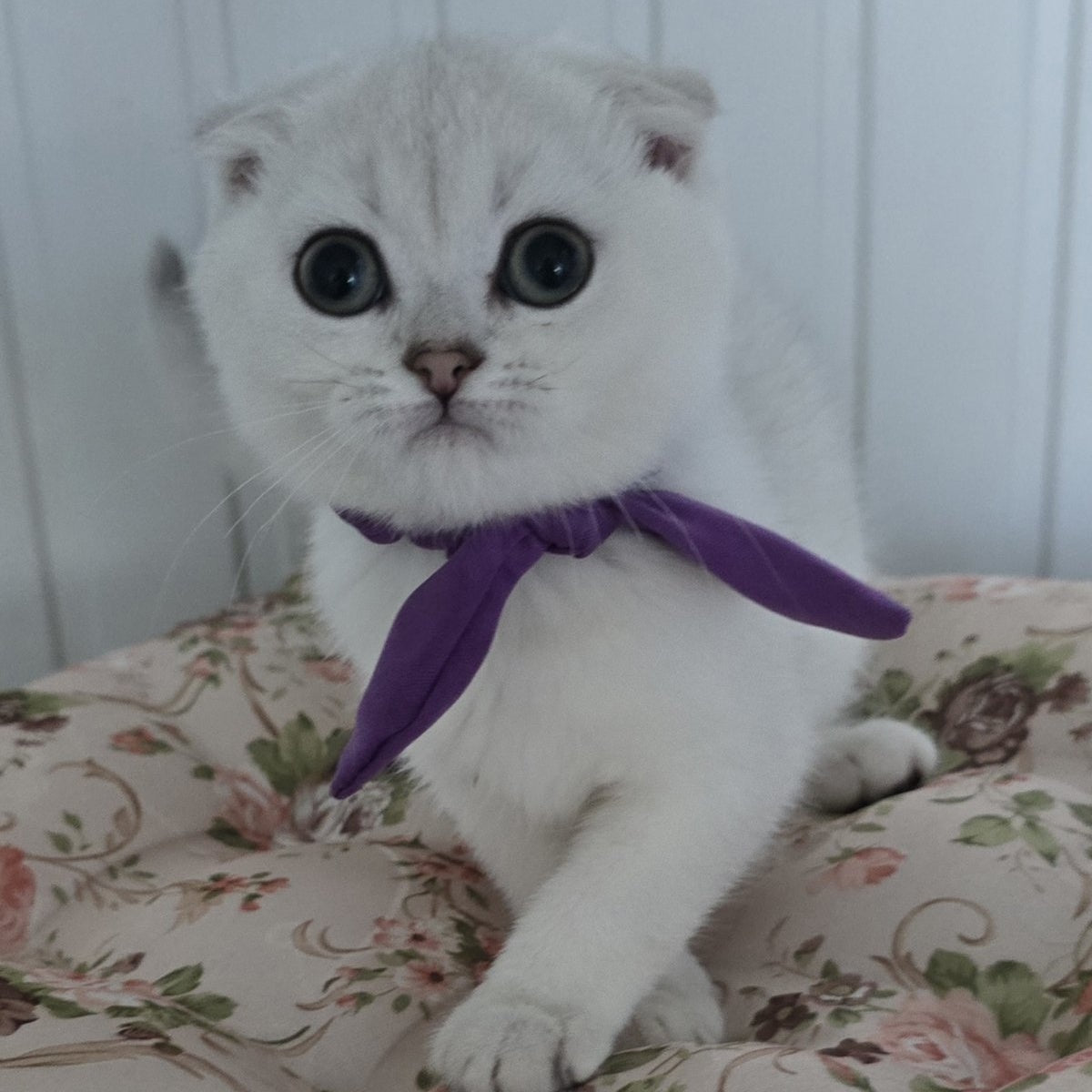 Yasya Scottish Fold female, black silver shaded