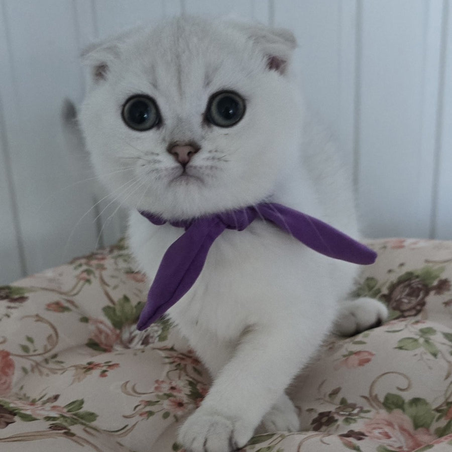 Yasya Scottish Fold female, black silver shaded