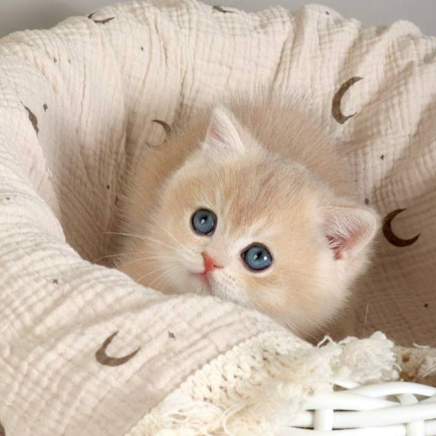 Yasha British Shorthair male, blue golden chinchilla
