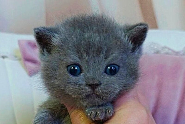 Joy Scottish Straight male blue - live animals