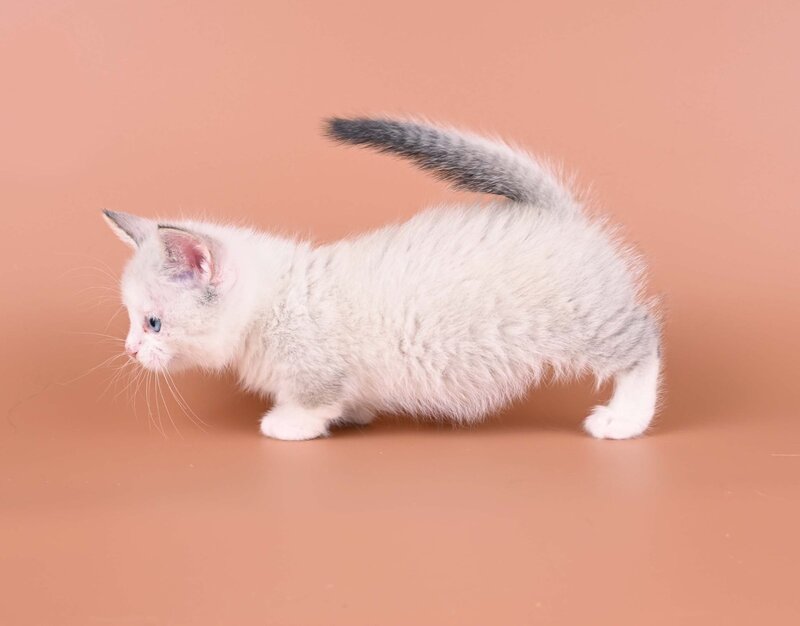 Hugo Munchkin male, blue pointed bicolour