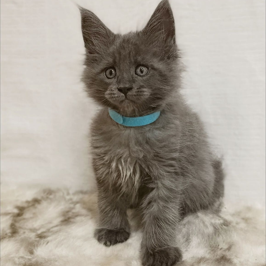 Favorite Maine Coon male, blue silver