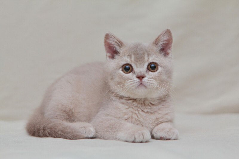Nastyasha British Shorthair female, lilac ticked tabby