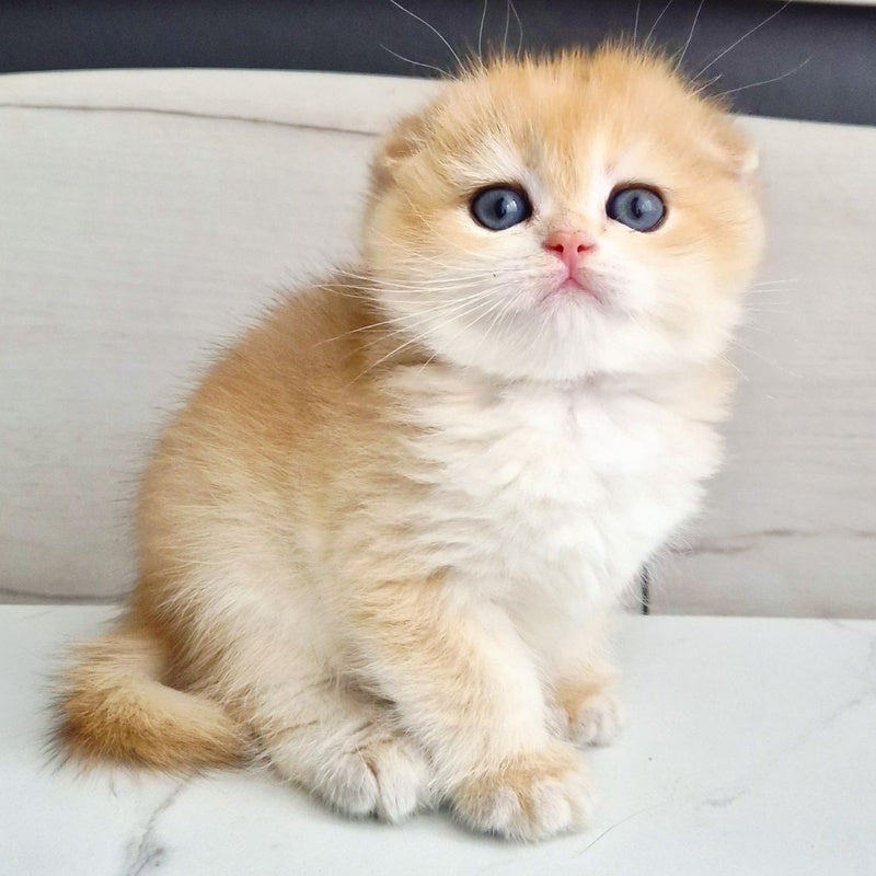 Ballu Scottish Fold male, black golden chinchilla
