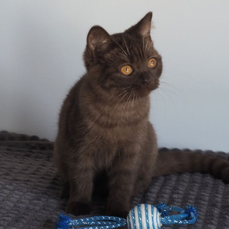 Olivia British Shorthair female, chocolate