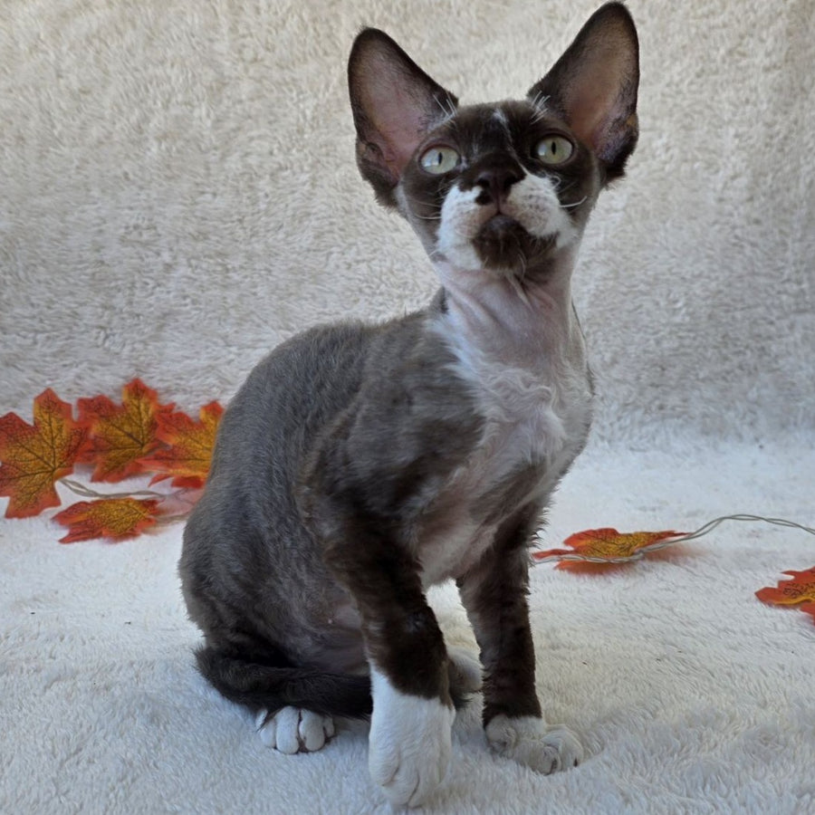 Eclair Devon Rex male, chocolate bicolour