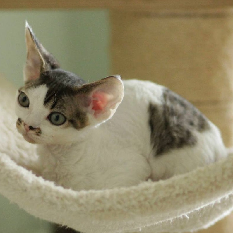 Ophelia Devon Rex female, black spotted tabby bicolour