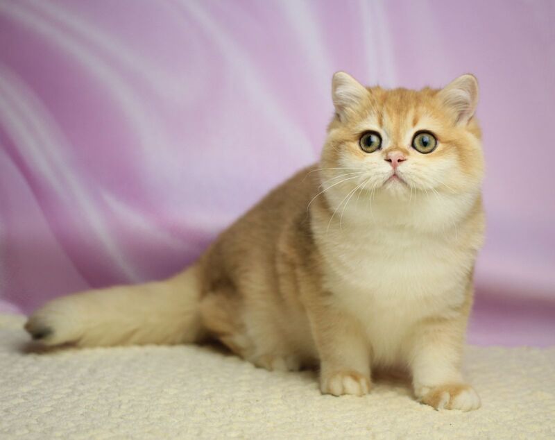 Baton British Shorthair male, black golden chinchilla