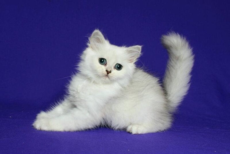 Yarik Persian male, black silver shaded