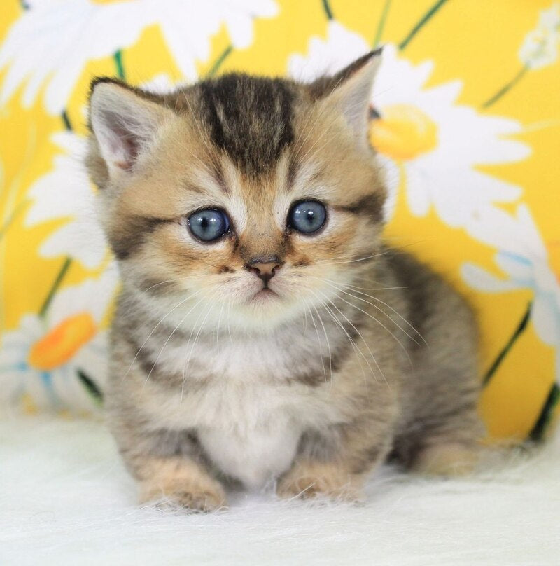 Tiffany Munchkin female, black ticked tabby