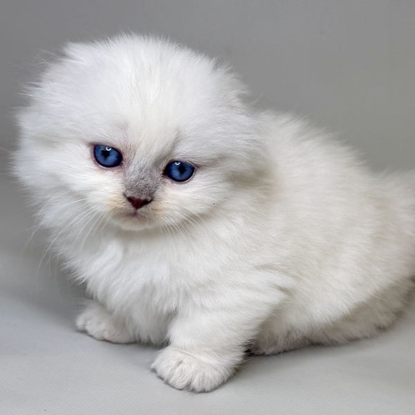 Stormy Munchkin female, blue shaded pointed