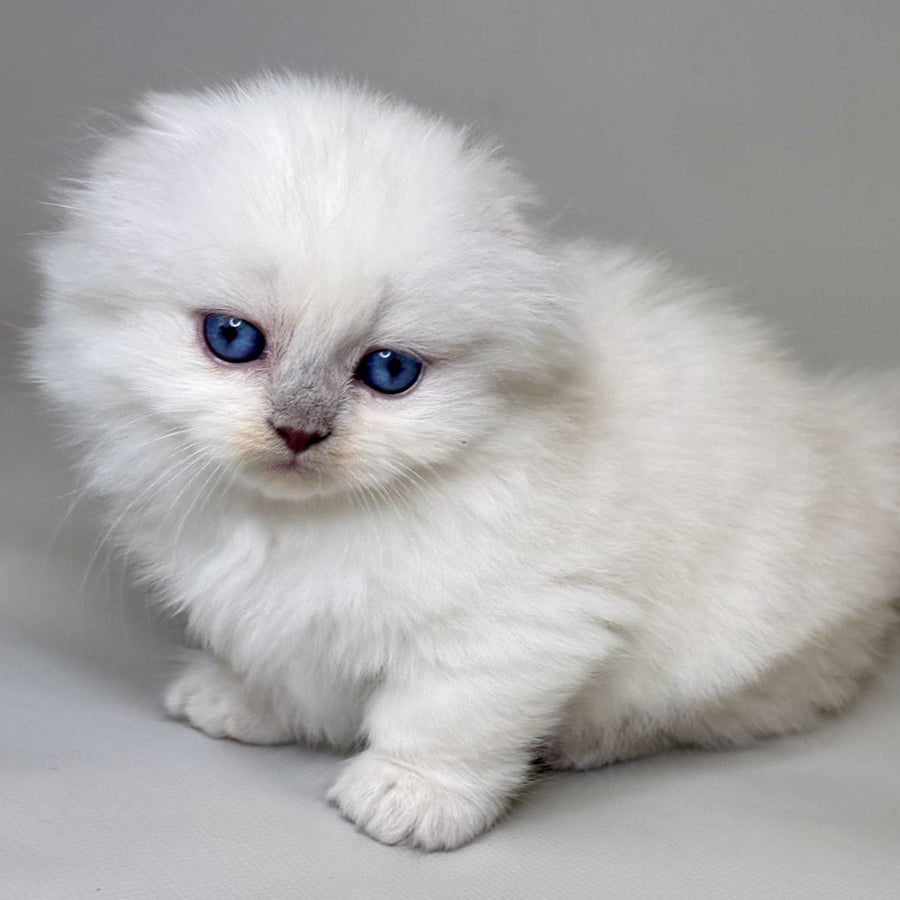 Stormy Munchkin female, blue shaded pointed