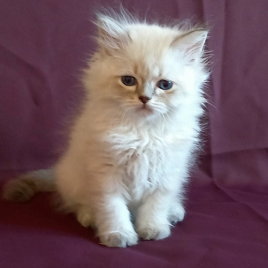 Mikhey Siberian male, blue tabby pointed