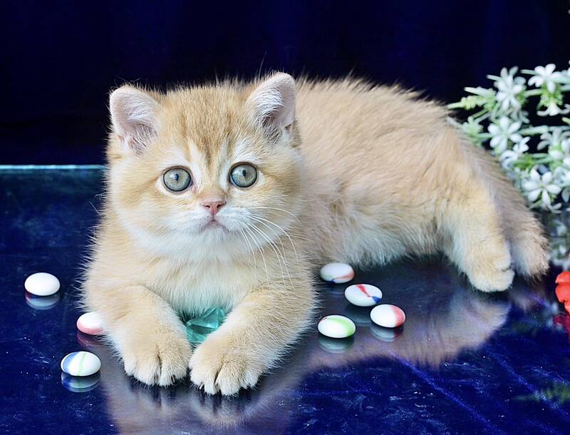 Rafaela British Shorthair female, chocolate golden shaded