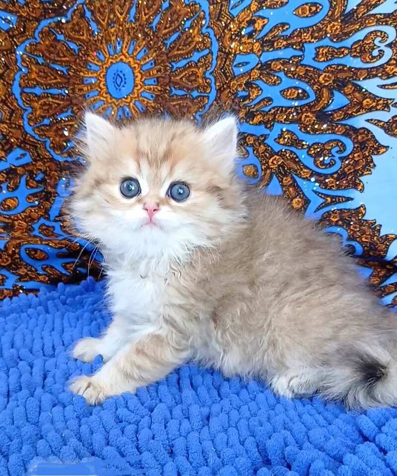 Whiskey British Longhair male black golden shaded - live animals