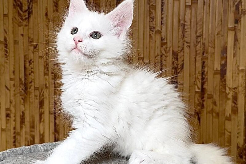 Usik Maine Coon polydactyl male, white