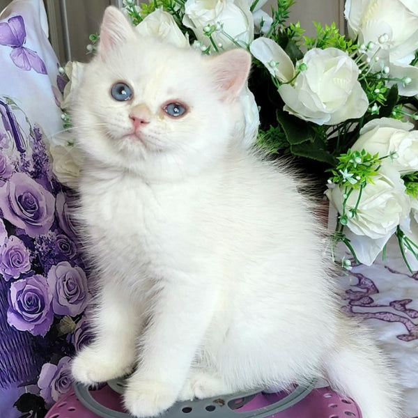 Yahont British Shorthair male, chocolate golden chinchilla pointed