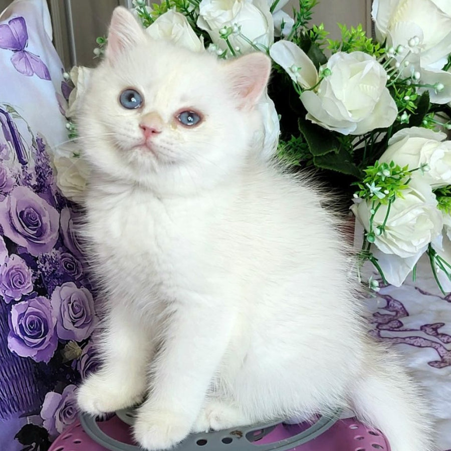 Yahont British Shorthair male, chocolate golden chinchilla pointed