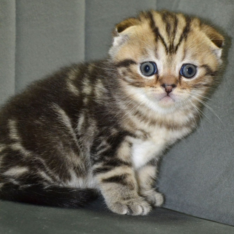 Anabel Scottish Fold male, black tabby