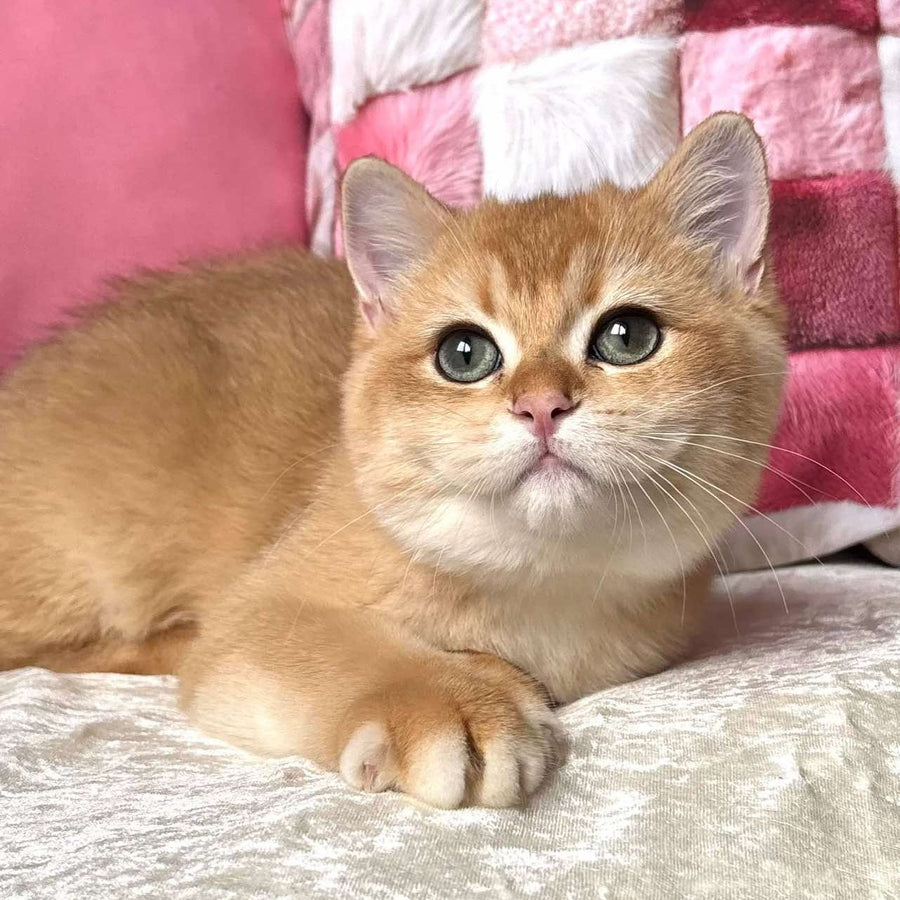 Osman British Shorthair male, black golden chinchilla