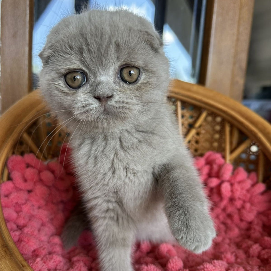 Nemo Scottish Fold male, lilac