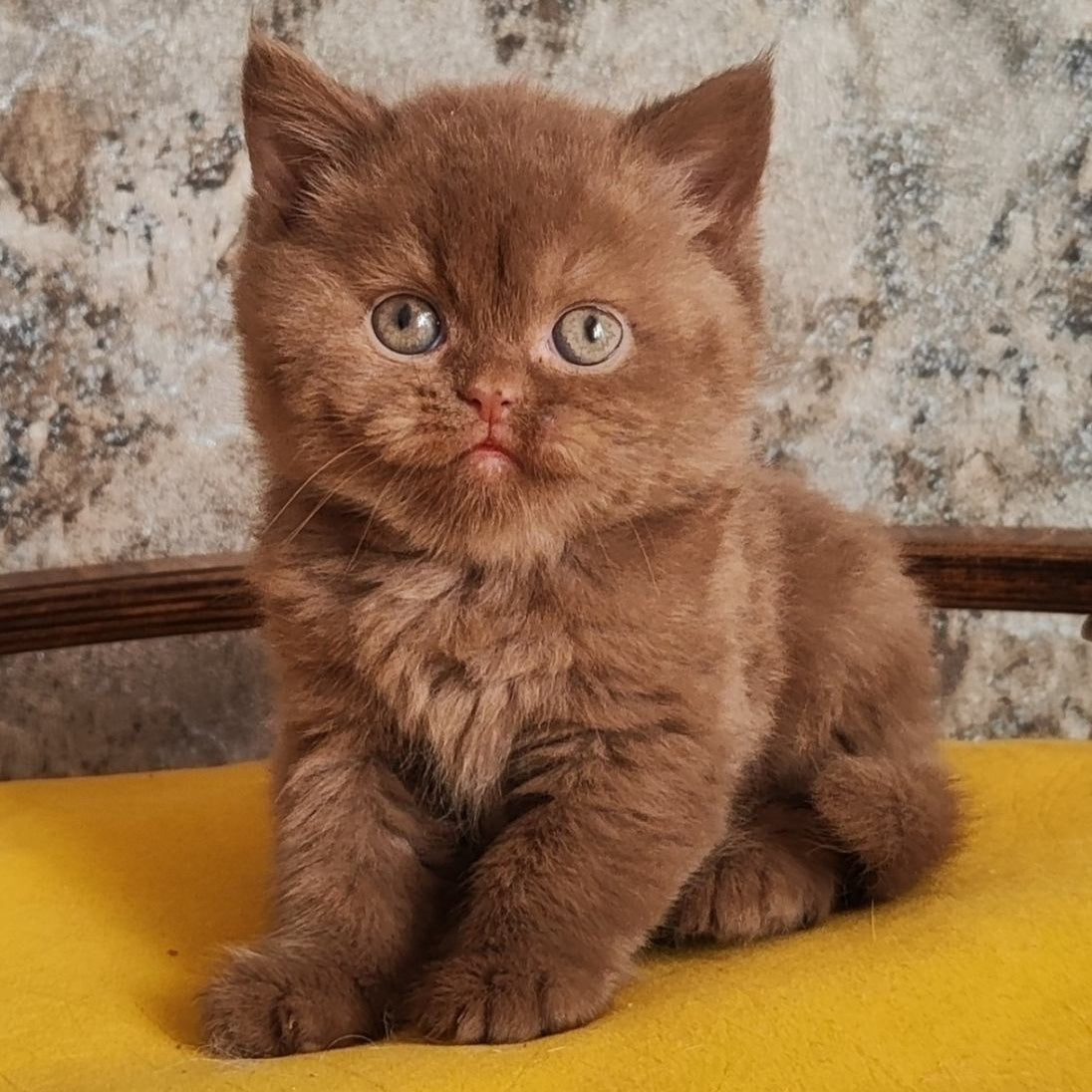 Barney British Shorthair male, cinnamon