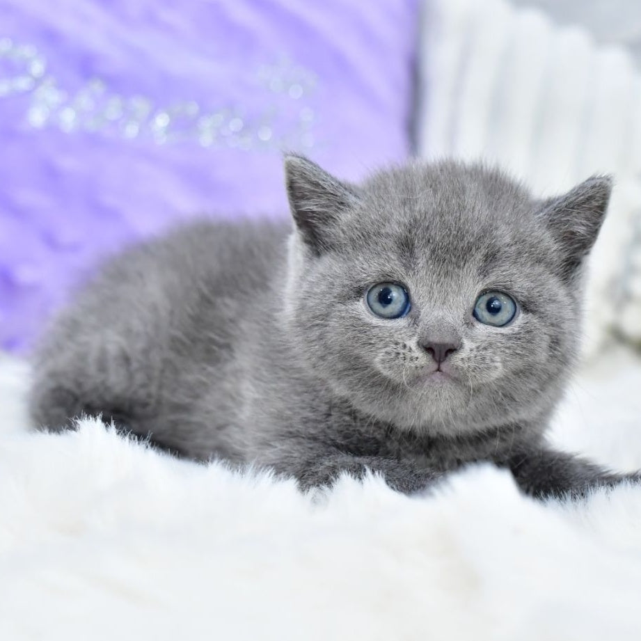 Liza Scottish Straight female, blue