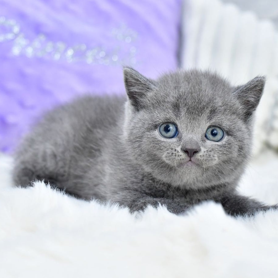 Liza Scottish Straight female, blue