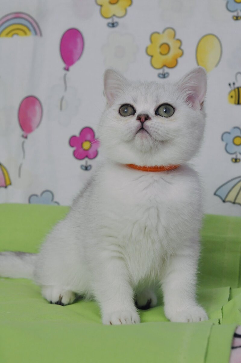 Kleo British Shorthair female black golden shaded - live animals
