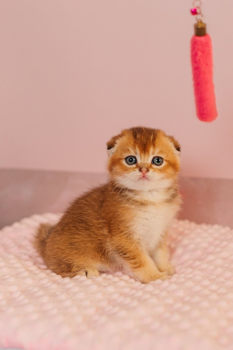 Vangog Scottish Fold male, black golden ticked tabby