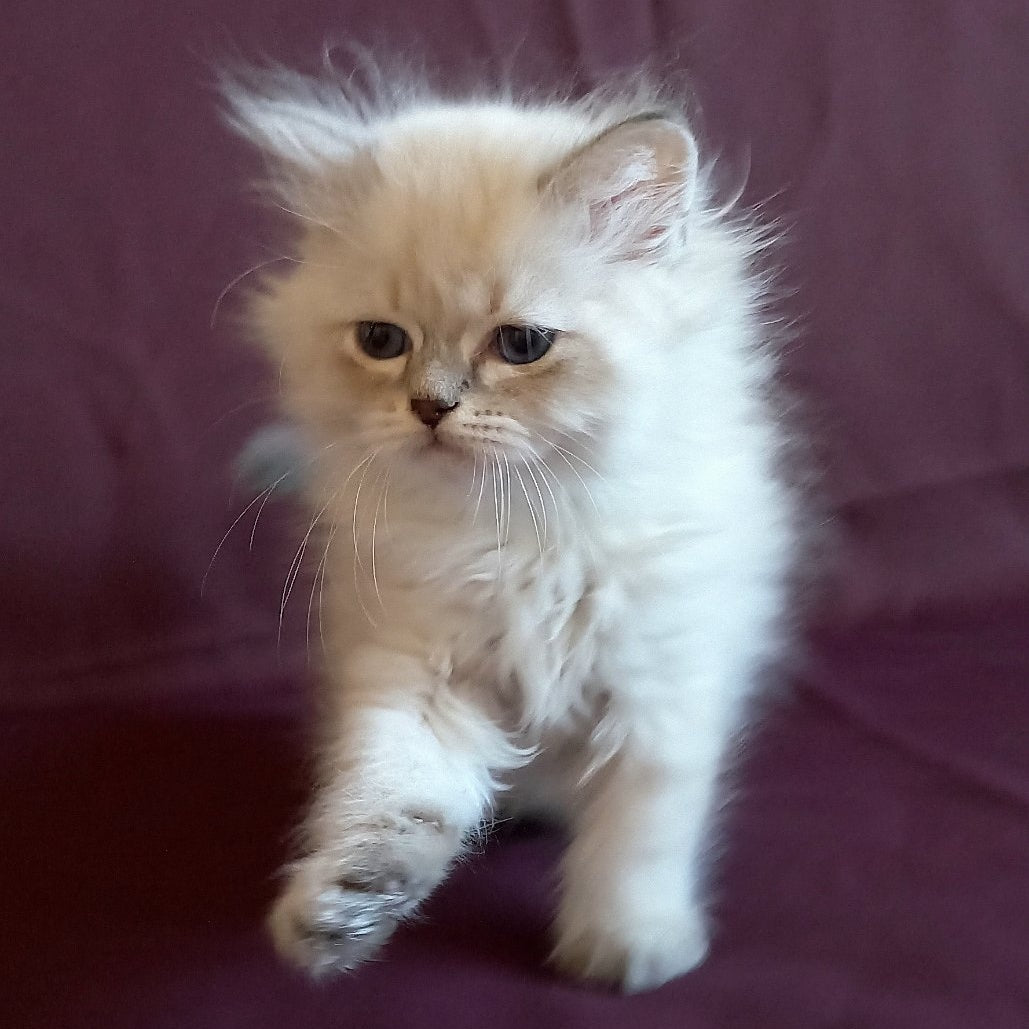 Mikhey Siberian male, blue tabby pointed