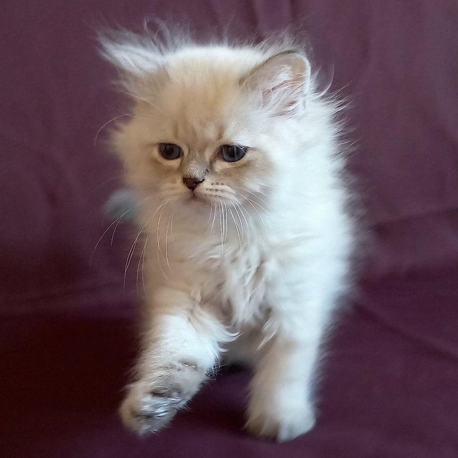 Mikhey Siberian male, blue tabby pointed