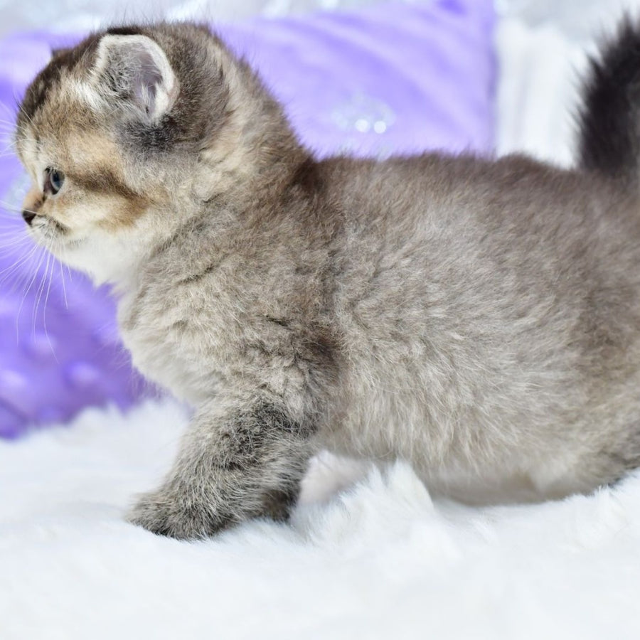 Knopka British Shorthair female, black ticked tabby