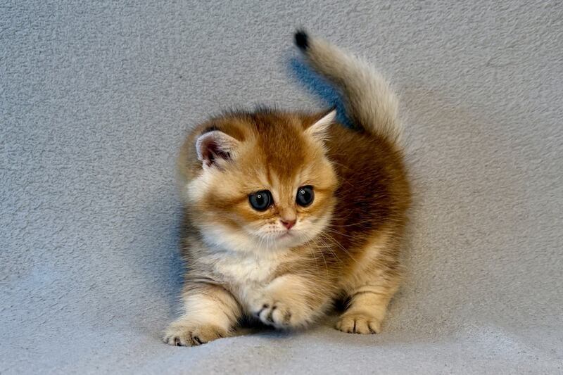 Lumiq Munchkin male black golden ticked tabby - live animals