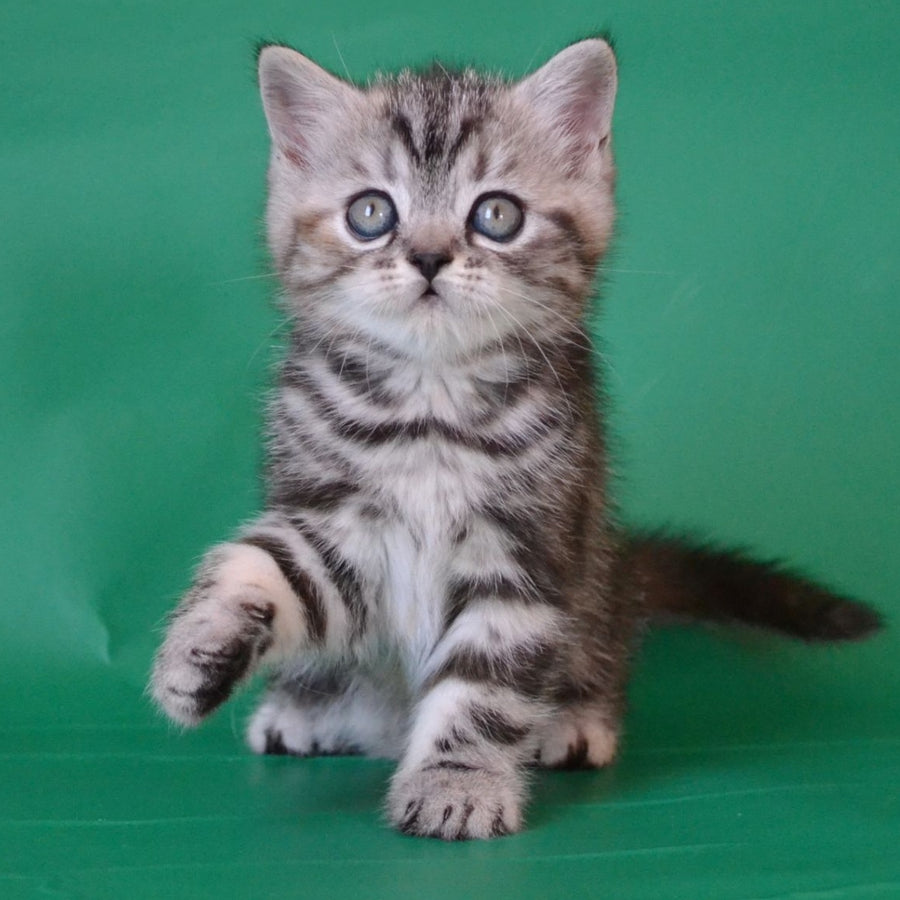 Ola Scottish Straight female, black tortie silver tabby