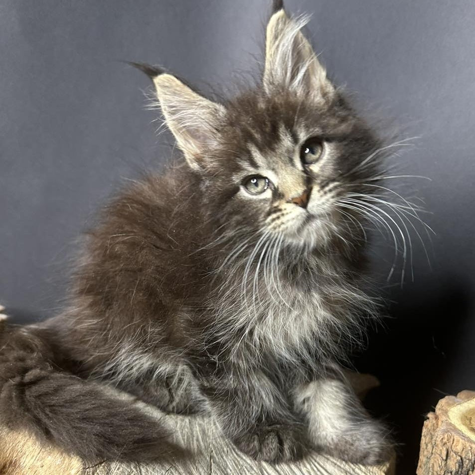 Sandra Maine Coon female, black silver ticked tabby