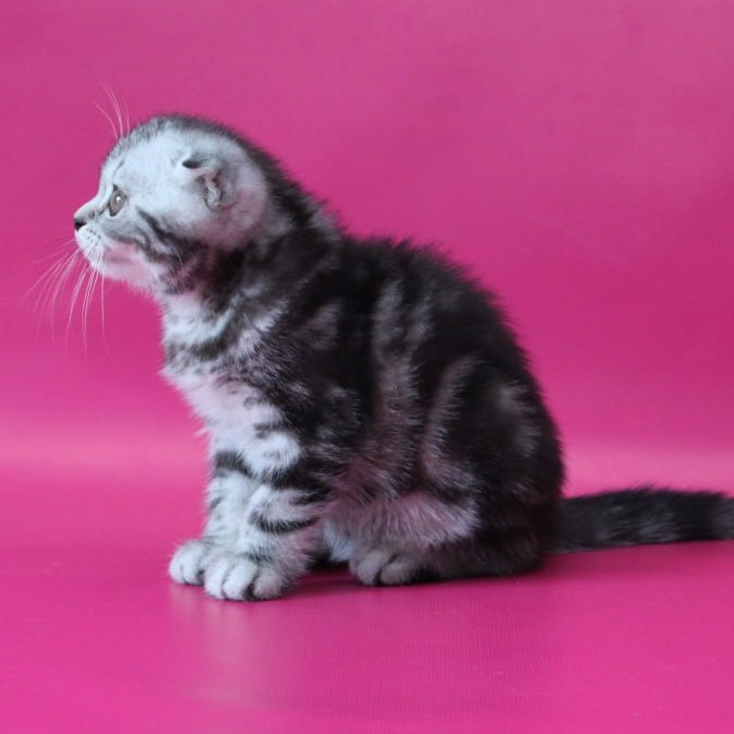 Sienna Scottish Fold female, black silver tabby