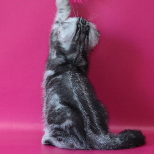Salvador Scottish Fold male, black silver tabby