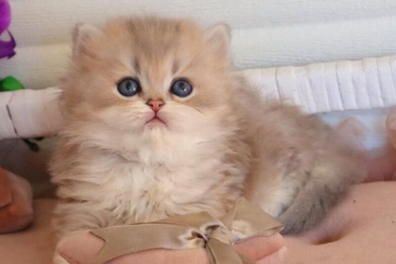 Marchello British Longhair male blue golden shaded - live animals