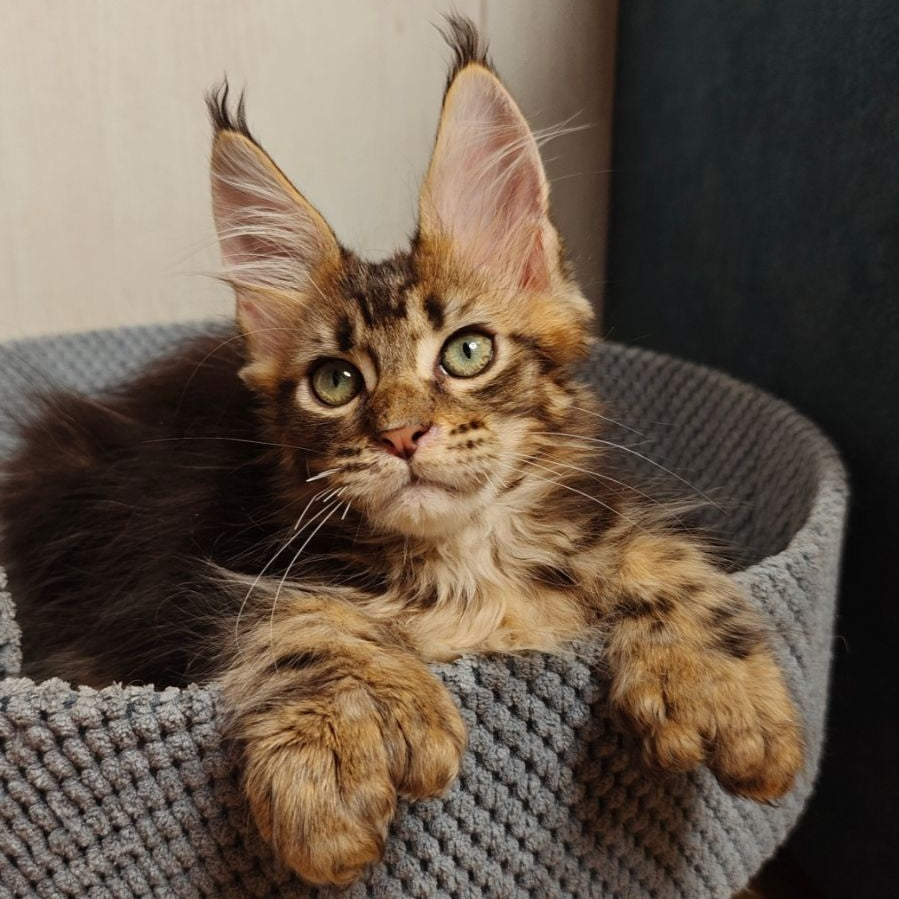 Zeppelin Maine Coon polydactyl 7x7x6x6 male, black tabby