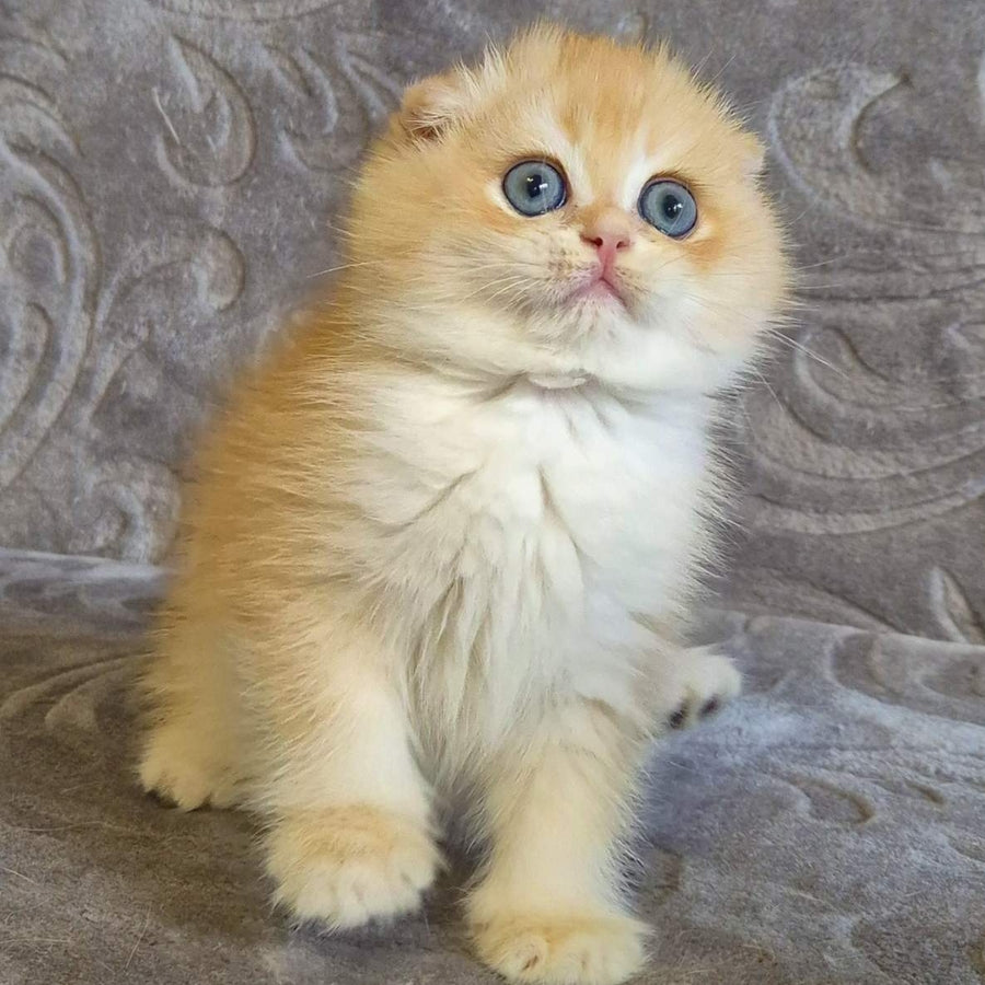 Luntik Scottish Fold male, black golden chinchilla
