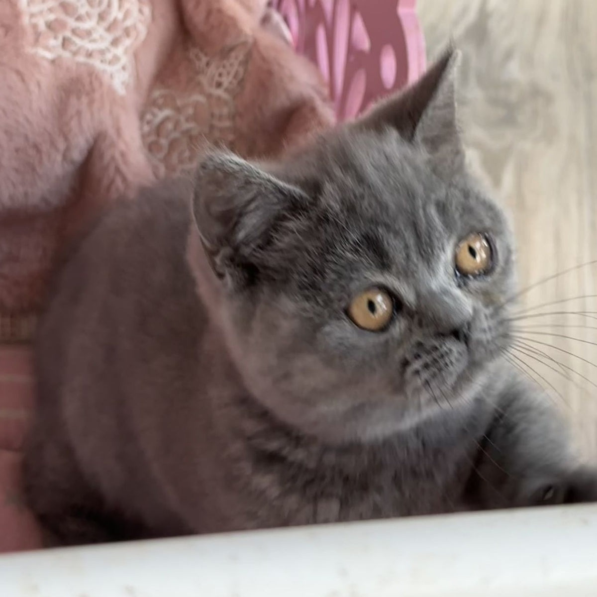 Milka Munchkin female, blue