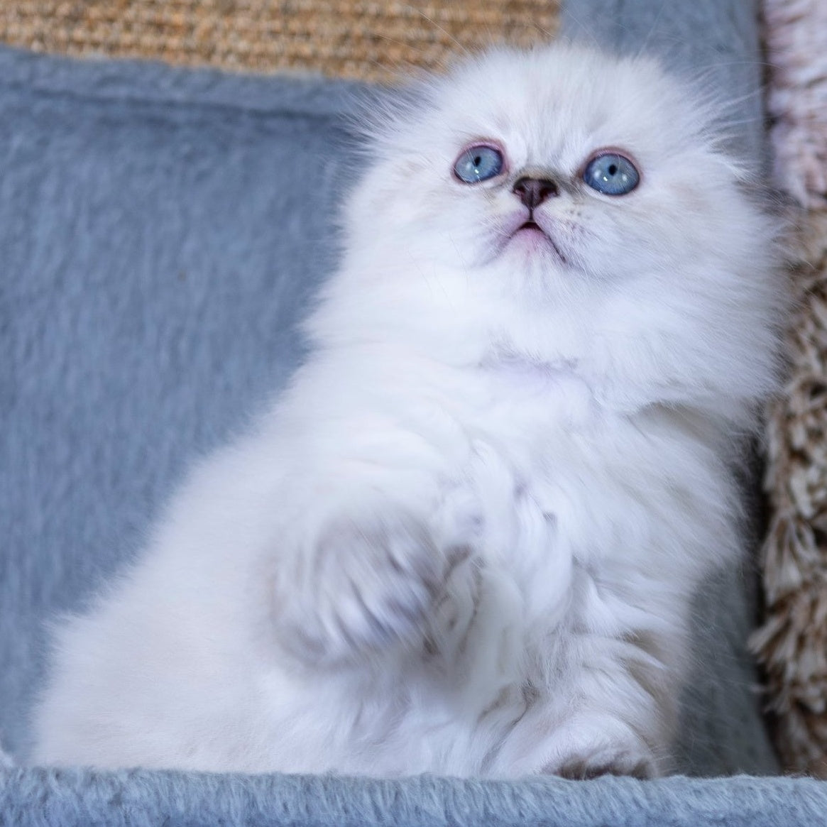 Dominik Scottish Fold male, black tabby pointed