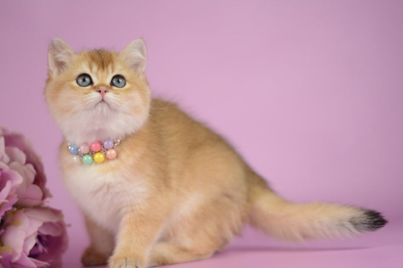 Vesta British Shorthair female black golden shaded - live animals