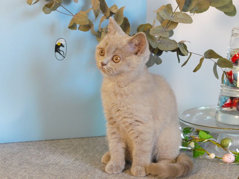Nola British Shorthair female lilac - live animals