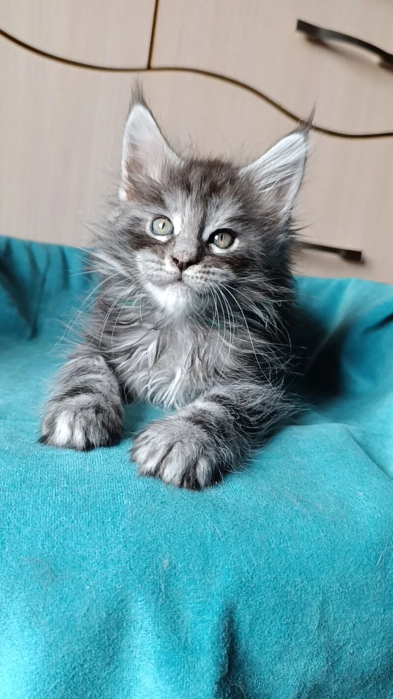 Nensi Maine Coon female black tortie silver tabby live animals